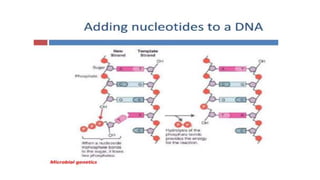 GBSN - Microbiology (Unit 2) Microbial genetics | PPTX