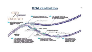 GBSN - Microbiology (Unit 2) Microbial genetics | PPTX