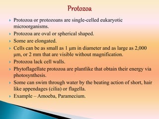  Protozoa or protozoans are single-celled eukaryotic
microorganisms.
 Protozoa are oval or spherical shaped.
 Some are elongated.
 Cells can be as small as 1 μm in diameter and as large as 2,000
μm, or 2 mm that are visible without magnification.
 Protozoa lack cell walls.
 Phytoflagellate protozoa are plantlike that obtain their energy via
photosynthesis.
 Some can swim through water by the beating action of short, hair
like appendages (cilia) or flagella.
 Example – Amoeba, Paramecium.
 