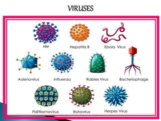 MICROBIOLOGY UNIT 2 MICROORGANISMS.pptx