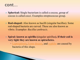  Spherical: Single bacterium is called a coccus, group of
coccus is called cocci. Examples-streptococcus group.
 Rod-shaped: Also known as bacilli (singular bacillus). Some
rod-shaped bacteria are curved. These are also known as
vibrio. Examples- Bacillus anthracis.
 Spiral: known as spirilla (singular spirillus). If their coil is
very tight they are known as spirochetes.
 Leptospirosis, Lyme disease, and syphilis are caused by
bacteria of this shape.
 