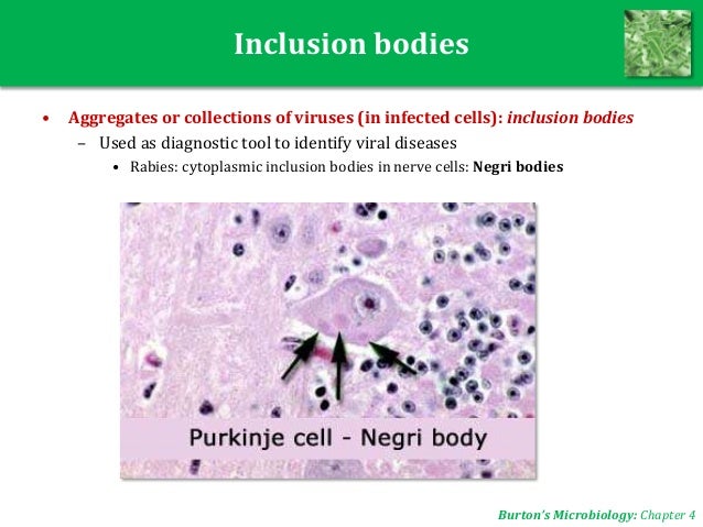 Microbiology UNIT 4: Viruses