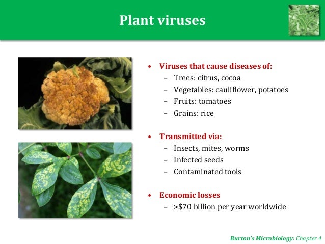 Microbiology UNIT 4: Viruses