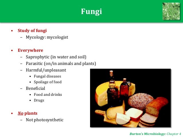 Microbiology UNIT 5: Fungi