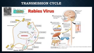 Researchgate How Rabies Is Transmitted Rabies virus, causes, transmission, treatment. | PPTX