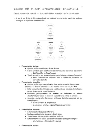 7
D-GLICOSA + 2ADP + 2Pi + 2NAD+ ---> 2 PIRUVATO + 2NADH + 2H+ + 2ATP + 2 H2O

C6H12O6 + 2ADP + 2Pi + 2NAD+ ---> 2CH3 - CO - COOH + 2NADH + 2H+ + 2ATP + 2H2O

• A partir do ácido pirúvico dependendo da molécula aceptora dos electróns podemos
  distinguir as seguintes fermentacións :


                                            GLICOSA


                                             glicólise




                                             ÁCIDO
                                            PIRÚVICO


                                           fermentación



                                             alcohólica       butírica
                             láctica



                                                              ÁCIDO
                             ÁCIDO           ALCOHOL
                                                            BUTÍRICO
                            LÁCTICO          ETÍLICO


                                                            bacterias do
                          bacterias do       lévedos do
                                                              xénero
                            xénero             xénero



                         Lactobacillus e   Saccharomyices   Clostridium
                         Streptococcus




      • Fermentación láctica :
            • O ácido pirúvico redúcese a ácido láctico
            • É a vía utilizada para a obtención de enerxía polas bacterias do xénero:
                    • Lactobacillus e Streptococus
            • Tamén se realiza nos nosos músculos cando hai pouco osíxeno (maniotas)
                    • Esta fermentación utilízase para a obtención industrial de
                       derivados do leite
      • Fermentación alcohólica :
            • O ácido pirúvico por descarboxilación e posterior redución da etanol
            Glicosa ----> 2 ácido pirúvico ------> 2 alcohol etílico + 2 CO2 + 2 ATP
            • Esta fermentación utilízase para a obtención de bebidas alcohólicas e
               para a obtención de etanol industrial
            • Realízana principalmente os lévedos ou levaduras do xénero
               Saccharomyces cando se someten a un ambiente pobre en osíxeno
            • Segundo o material a fermentar utilízanse distintas especies, así por
               exemplo para :
                    • o viño utilízase S. ellipsoideus
                    • a cervexa, o whisky e o pan utilízase S. cerevisae

      • Fermentación butírica :
            • É menos coñecida que as anteriores
            • Realízana as bacterias do xénero Clostridium
            • Transforman o ácido pirúvico en ácido butírico
            • Esta fermentación causa graves enfermidades como por exemplo :
                   • o botulismo e o tétanos entre outras

      • Fermentación acética :
 