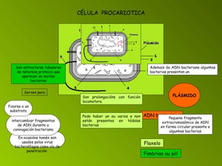ADN bacteriano CÉLULA  PROCARIOTICA Flaxelo Fimbrias ou pili Ademais do ADN bacteriano algunhas bacterias presentan un PLÁSMIDO Pequeno fragmento extracromosómico de ADN en forma circular presente e algunhas bacterias Son prolongacións con función locomotora.  Pode haber un ou varios e non están presentes en tódalas bacterias   En ocasións tamén son usados polos virus bacteriófagos como vía de penetración   Son estructuras tubulares de natureza proteica que aparecen en moitas bacterias Serven para intercambiar fragmentos de ADN durante a conxugación bacteriana fixarse a un substrato 