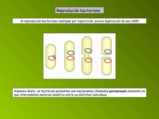 Reprodución bacteriana    A reprodución bacteriana realízase por bipartición, previa duplicación do seu ADN Ademais desto, as bacterias presentan uns mecanismos chamados  parasexuais  mediante os que intercambian material xenético entre os distintos individuos   