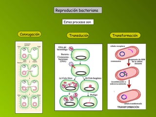 Reprodución bacteriana    Estes procesos son   Conxugación   Transdución Transformación 