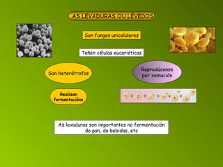 AS LEVADURAS OU LÉVEDOS Son fungos unicelulares Teñen células eucarióticas Son heterótrofos Realizan fermentacións Reprodúcense por xemación As levaduras son importantes na fermentación do pan, da bebidas, etc 