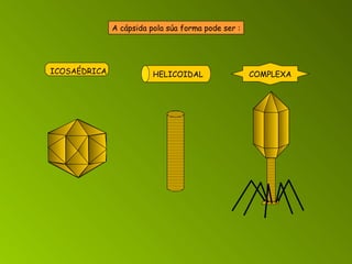 A cápsida pola súa forma pode ser : ICOSAÉDRICA HELICOIDAL COMPLEXA 