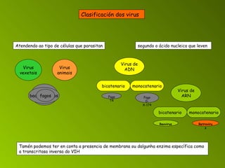 Clasificación dos virus    Atendendo ao tipo de células que parasitan Virus vexetais Virus animais Virus bacterianos bacteriófagos fagos segundo o ácido nucleico que leven   Virus de ADN bicatenario Fago T4 monocatenario Fago 0-X-174 Virus de ARN bicatenario Reovirus monocatenario Retrovirus Tamén podemos ter en conta a presencia de membrana ou dalgunha enzima específica como a transcritasa inversa do VIH   