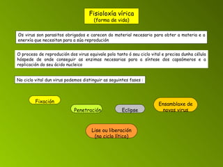 Fisioloxía vírica (forma de vida) Os virus son parasitos obrigados e carecen do material necesario para obter a materia e a enerxía que necesitan para a súa reprodución O proceso de reprodución dos virus equivale polo tanto ó seu ciclo vital e precisa dunha célula hóspede de onde conseguir as enzimas necesarias para a síntese dos capsómeros e a replicación do seu ácido nucleico No ciclo vital dun virus podemos distinguir as seguintes fases : Fixación Penetración Eclipse Ensamblaxe de novos virus Lise ou liberación (no ciclo lítico) 