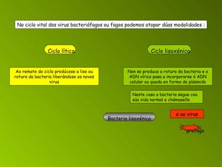 e ao virus No ciclo vital dos virus bacteriófagos ou fagos podemos atopar dúas modalidades : Ciclo lítico Ao remate do ciclo prodúcese a lise ou rotura da bacteria liberándose os novos virus Ciclo lisoxénico Non se produce a rotura da bacteria e o ADN vírico pasa a incorporarse ó ADN celular ou queda en forma de plásmido Neste caso a bacteria segue coa súa vida normal e chámaselle Bacteria lisoxénica profago 
