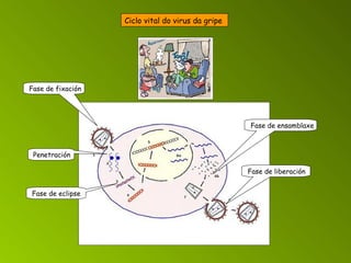 Ciclo vital do virus da gripe   Fase de fixación   Penetración   Fase de eclipse    Fase de ensamblaxe   Fase de liberación    