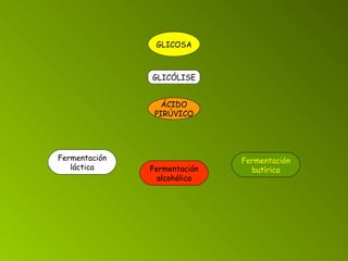 GLICOSA GLICÓLISE ÁCIDO PIRÚVICO Fermentación láctica Fermentación alcohólica Fermentación butírica 