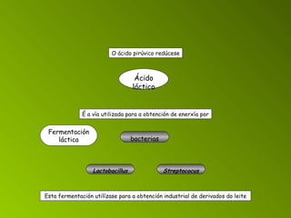 Fermentación láctica Esta fermentación utilízase para a obtención industrial de derivados do leite O ácido pirúvico redúcese Ácido láctico É a vía utilizada para a obtención de enerxía por bacterias Lactobacillus Streptococus 