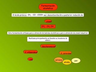 Fermentación alcohólica CH 3  - CH 2  OH   CH 3  - CO - COOH   O ácido pirúvico por descarboxilación e posterior redución da etanol Esta fermentación utilízase para a obtención de bebidas alcohólicas e para a obtención de etanol industrial Realízana principalmente os lévedos ou levaduras do xénero   Saccharomyces S. ellipsoideus S. cerevisae viño cervexa whisky pan 
