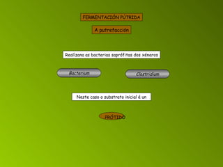 Neste caso o substrato inicial é un A putrefacción FERMENTACIÓN PÚTRIDA Realízana as bacterias saprófitas dos xéneros Bacterium Clostridium PRÓTIDO 