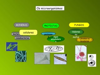 MONERAS PROTISTAS FUNGOS bacterias cianobacterias algas unicelulares protozoos Lévedos ou levaduras Valores ou mofos celulares Os microorganismos 