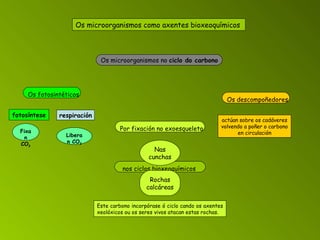 nos ciclos bioxeoquímicos   Os microorganismos no  ciclo do carbono   Os fotosintéticos fotosíntese Fixan CO 2 respiración Liberan CO 2 Os descompoñedores actúan sobre os cadáveres volvendo a poñer o carbono en circulación Este carbono incorpórase ó ciclo cando os axentes xeolóxicos ou os seres vivos atacan estas rochas. Por fixación no exoesqueleto Nas cunchas Rochas calcáreas Os microorganismos como axentes bioxeoquímicos   