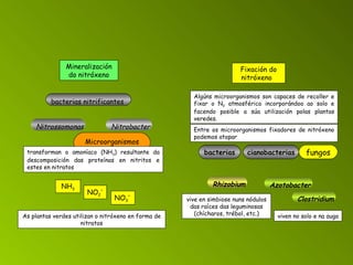 Microorganismos nitrificantes Mineralización do nitróxeno bacterias nitrificantes Nitrossomonas Nitrobacter transforman o amoníaco (NH 3 ) resultante da descomposición das proteínas en nitritos e estes en nitratos NH 3 NO 3 - NO 2 - As plantas verdes utilizan o nitróxeno en forma de nitratos Fixación do nitróxeno    Algúns microorganismos son capaces de recoller e fixar o N 2  atmosférico incorporándoo ao solo e facendo posible a súa utilización polas plantas veredes. cianobacterias fungos Entre os microorganismos fixadores de nitróxeno podemos atopar bacterias Rhizobium vive en simbiose nuns nódulos das raíces das leguminosas (chícharos, trébol, etc.) Azotobacter Clostridium viven no solo e na auga 