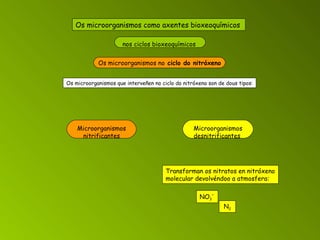 nos ciclos bioxeoquímicos   Os microorganismos no  ciclo do nitróxeno   Os microorganismos como axentes bioxeoquímicos   Microorganismos desnitrificantes   Os microorganismos que interveñen no ciclo do nitróxeno son de dous tipos: Microorganismos nitrificantes Transforman os nitratos en nitróxeno molecular devolvéndoo a atmosfera: NO 3 - N 2 