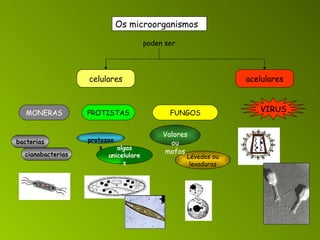 Os microorganismos poden ser celulares acelulares MONERAS PROTISTAS FUNGOS VIRUS bacterias cianobacterias algas unicelulares protozoos Lévedos ou levaduras Valores ou mofos 