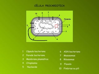 1 Cápsula bacteriana 2 Parede bacteriana 3 Membrana plasmática 4 Citoplasma 5 Nucleoide  6 ADN bacteriano 7 Mesosomas  8 Ribosomas CÉLULA  PROCARIOTICA 9 Flaxelo 10 Fimbrias ou pili 