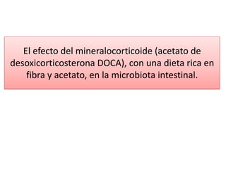 El efecto del mineralocorticoide (acetato de
desoxicorticosterona DOCA), con una dieta rica en
fibra y acetato, en la microbiota intestinal.
 