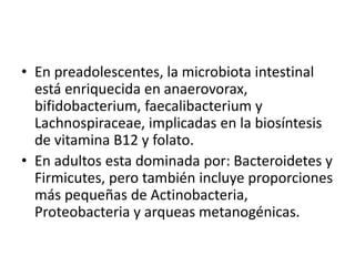 • En preadolescentes, la microbiota intestinal
está enriquecida en anaerovorax,
bifidobacterium, faecalibacterium y
Lachnospiraceae, implicadas en la biosíntesis
de vitamina B12 y folato.
• En adultos esta dominada por: Bacteroidetes y
Firmicutes, pero también incluye proporciones
más pequeñas de Actinobacteria,
Proteobacteria y arqueas metanogénicas.
 