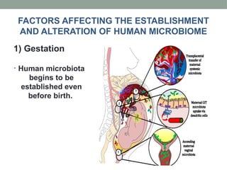• Human microbiota
begins to be
established even
before birth.
1) Gestation
FACTORS AFFECTING THE ESTABLISHMENT
AND ALTERATION OF HUMAN MICROBIOME
 