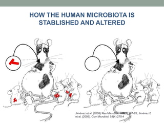 Jiménez et al. (2008) Res Microbiol. 159(3):187-93; Jiménez E
et al. (2005). Curr Microbiol. 51(4):270-4
HOW THE HUMAN MICROBIOTA IS
STABLISHED AND ALTERED
 