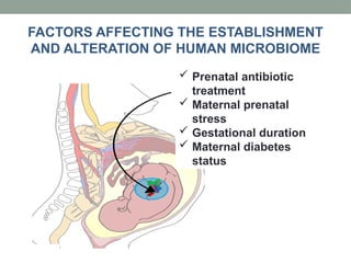  Prenatal antibiotic
treatment
 Maternal prenatal
stress
 Gestational duration
 Maternal diabetes
status
FACTORS AFFECTING THE ESTABLISHMENT
AND ALTERATION OF HUMAN MICROBIOME
 