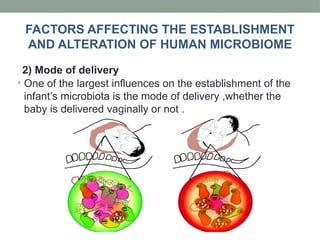 • One of the largest influences on the establishment of the
infant’s microbiota is the mode of delivery ,whether the
baby is delivered vaginally or not .
2) Mode of delivery
FACTORS AFFECTING THE ESTABLISHMENT
AND ALTERATION OF HUMAN MICROBIOME
 