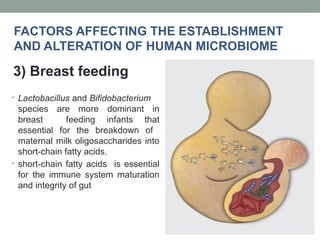 FACTORS AFFECTING THE ESTABLISHMENT
AND ALTERATION OF HUMAN MICROBIOME
3) Breast feeding
• Lactobacillus and Bifidobacterium
species are more dominant in
breast feeding infants that
essential for the breakdown of
maternal milk oligosaccharides into
short-chain fatty acids.
• short-chain fatty acids is essential
for the immune system maturation
and integrity of gut
 