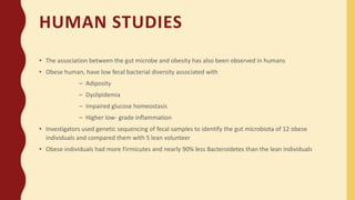 HUMAN STUDIES
• The association between the gut microbe and obesity has also been observed in humans
• Obese human, have low fecal bacterial diversity associated with
– Adiposity
– Dyslipidemia
– Impaired glucose homeostasis
– Higher low- grade inflammation
• Investigators used genetic sequencing of fecal samples to identify the gut microbiota of 12 obese
individuals and compared them with 5 lean volunteer
• Obese individuals had more Firmicutes and nearly 90% less Bacteroidetes than the lean individuals
 