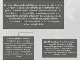 La célula es la unidad morfológica y funcional de todo ser vivo.
De hecho, la célula es el elemento de menor tamaño que
puede considerarse vivo. Como tal posee una membrana de
fosfolípidos con permeabilidad selectiva que mantiene un
medio interno altamente ordenado y diferenciado del medio
externo en cuanto a su composición, sujeta a control
homeostático, la cual consiste en biomolecular y algunos
metales y electrolitos.
El citoplasma es la parte del
protoplasma que, en una célula
eucariota, se encuentra entre el núcleo
celular y la membrana. Su función es
albergar los orgánulos celulares y
contribuir al movimiento de estos. El
citosol es la sede de muchos de los
procesos metabólicos que se dan en las
células.
El ADN es el ácido desoxirribonucleico
responsable de contener toda la
información genética de un individuo o
ser vivo, información que es única e
irrepetible en cada ser ya que la
combinación de elementos se construye
de manera única.
 