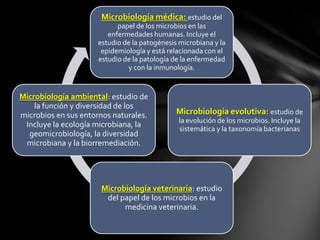 Microbiología médica: estudio del
papel de los microbios en las
enfermedades humanas. Incluye el
estudio de la patogénesis microbiana y la
epidemiología y está relacionada con el
estudio de la patología de la enfermedad
y con la inmunología.
Microbiología evolutiva: estudio de
la evolución de los microbios. Incluye la
sistemática y la taxonomía bacterianas
Microbiología veterinaria: estudio
del papel de los microbios en la
medicina veterinaria.
Microbiología ambiental: estudio de
la función y diversidad de los
microbios en sus entornos naturales.
Incluye la ecología microbiana, la
geomicrobiología, la diversidad
microbiana y la biorremediación.
 
