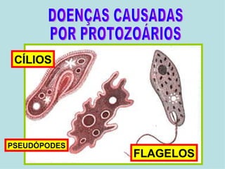 DOENÇAS CAUSADAS POR PROTOZOÁRIOS FLAGELOS PSEUDÓPODES CÍLIOS 