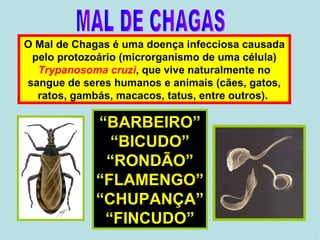 O Mal de Chagas é uma doença infecciosa causada pelo protozoário (microrganismo de uma célula)  Trypanosoma   cruzi , que vive naturalmente no sangue de seres humanos e animais (cães, gatos, ratos, gambás, macacos, tatus, entre outros).  MAL DE CHAGAS “ BARBEIRO” “ BICUDO” “ RONDÃO” “ FLAMENGO” “ CHUPANÇA” “ FINCUDO” 