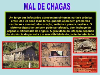 Um terço dos infectados apresentam sintomas na fase crônica, entre 20 e 30 anos mais tarde, quando aparecem problemas cardíacos - aumento do coração, arritmia e parada cardíaca. O sistema digestivo também pode ser afetado, com inchaço de órgãos e dificuldade de engolir. A gravidade da infecção depende da virulência do parasita e a suscetibilidade do paciente infectado.  MAL DE CHAGAS 