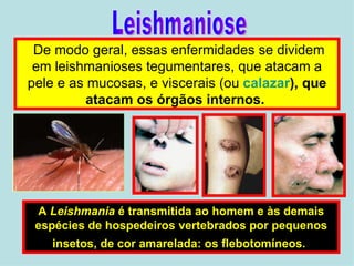 Leishmaniose De modo geral, essas enfermidades se dividem em leishmanioses tegumentares, que atacam a pele e as mucosas, e viscerais (ou  calazar ), que atacam os órgãos internos.  A  Leishmania  é transmitida ao homem e às demais espécies de hospedeiros vertebrados por pequenos insetos, de cor amarelada: os flebotomíneos.   