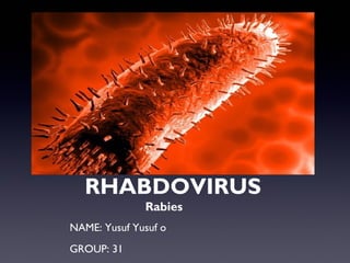 RHABDOVIRUS
Rabies
NAME: Yusuf Yusuf o
GROUP: 31
 