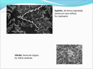 Espirilos: de forma espiralada
                             (como um saca-rolhas).
                             Ex: Leptospira




Vibrião: forma de vírgula.
Ex: Vibrio cholerae.
 