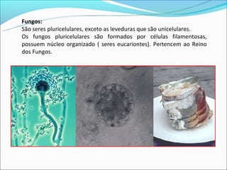 Fungos:
São seres pluricelulares, exceto as leveduras que são unicelulares.
Os fungos pluricelulares são formados por células filamentosas,
possuem núcleo organizado ( seres eucariontes). Pertencem ao Reino
dos Fungos.
 