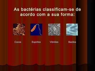 CocosCocos EspirilosEspirilos VibriõesVibriões BacilosBacilos
As bactérias classificam-se de
acordo com a sua forma:
 