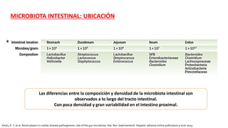 Microbiota intestinal y dm1 | PPTX | Digestive Disorders | Diseases and ...