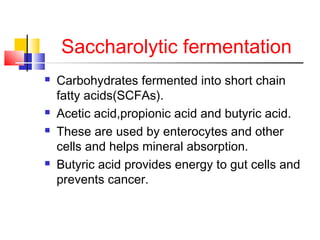 Saccharolytic fermentation
 Carbohydrates fermented into short chain
fatty acids(SCFAs).
 Acetic acid,propionic acid and butyric acid.
 These are used by enterocytes and other
cells and helps mineral absorption.
 Butyric acid provides energy to gut cells and
prevents cancer.
 