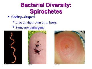 Spring Time Bacteria Introduction to Microbiology Lecture _II.ppt